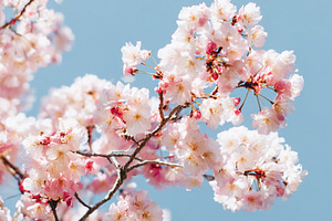 Cherry blossom branches with delicate pink petals blooming again, a Photo by Studio ANNA
