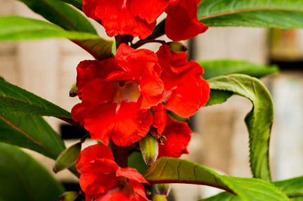 Red tropical flower