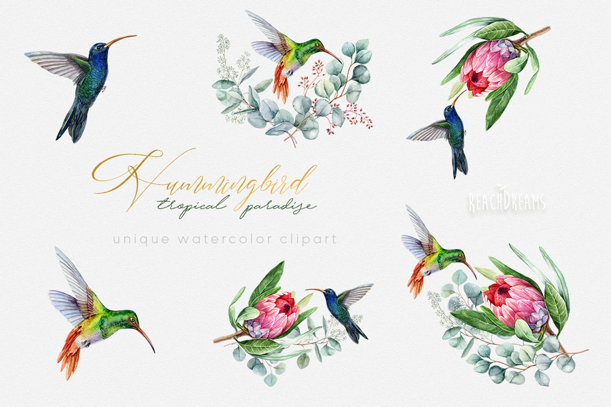 Hummingbird Birds Collection, an Illustration by ReachDreams (Photo 3 of 5)