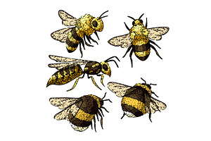 bee set sketch hand drawn vector, an Animal Illustration by pikepicture