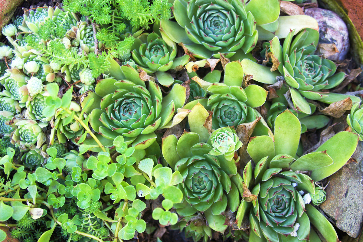 Summer Garden Collection, a Photo by Paper City Design (Photo 6 of 21)
