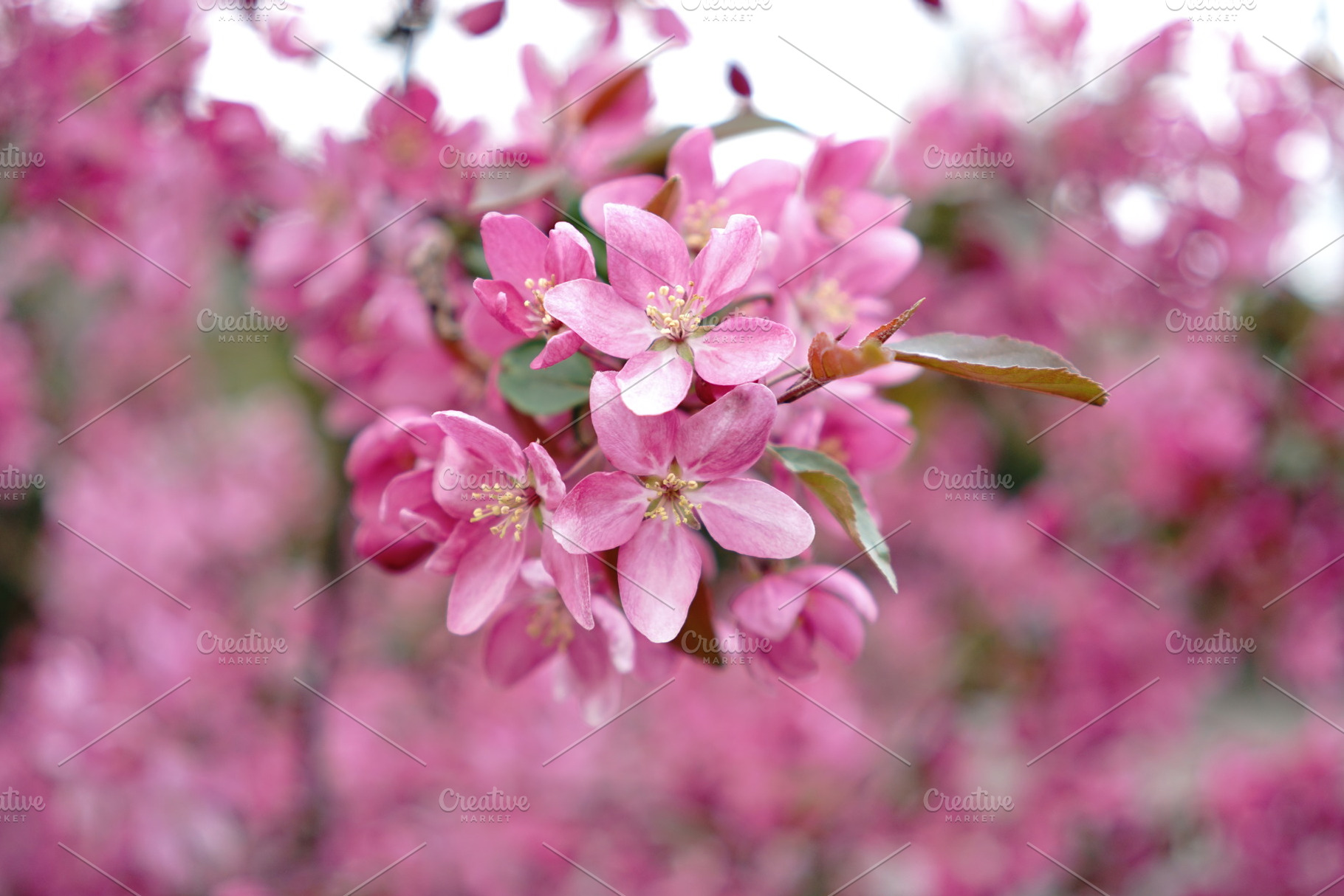 Apple blossoms featuring flower, tree, and apple, a Nature Photo by Nazar Hrabovyi