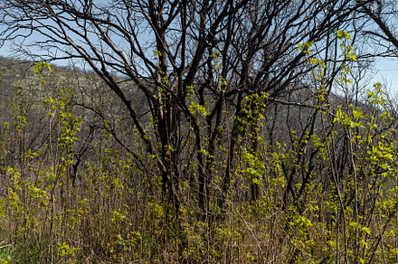 Burnt Trees in a herbaceous spring field, a Nature Photo by Bepslabor