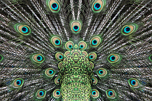 Beautiful peacock tail, a Photo by saiko3p