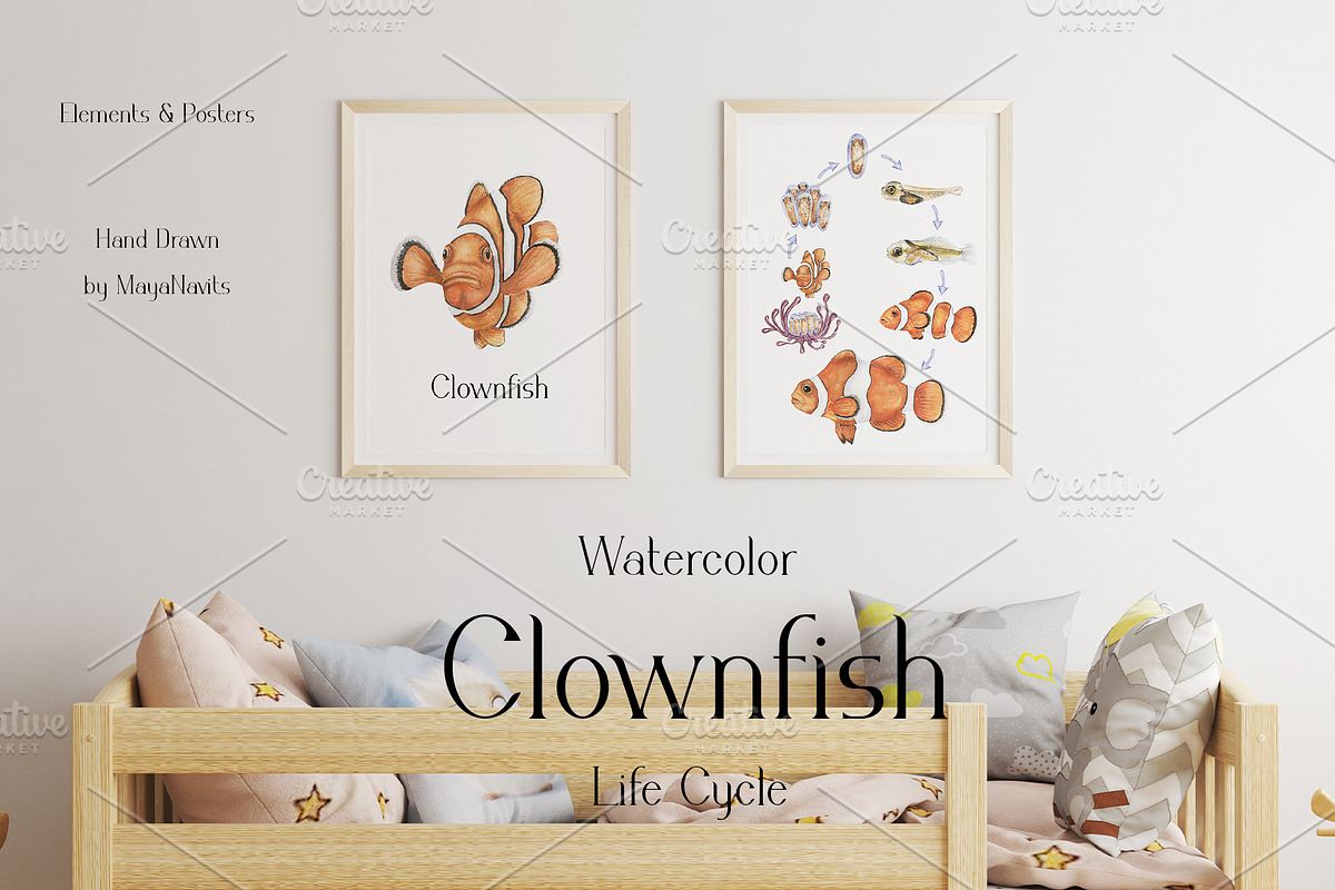 Watercolor Clownfish Life Cycle Set, an Education Illustration by MayaNavits (Photo 4 of 7)