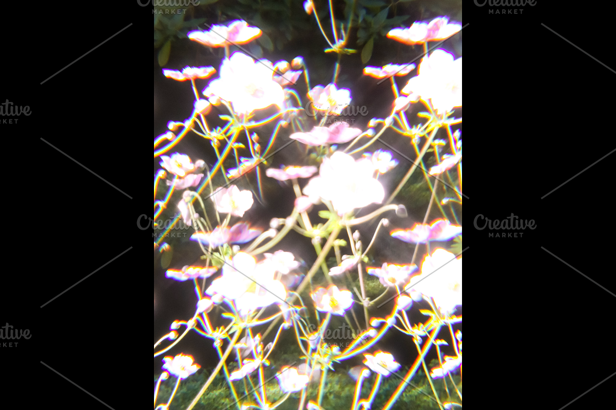 Dreamy, Ethereal Flower Photo Bundle, a Nature Photo by AmandaFagan (Photo 6 of 13)