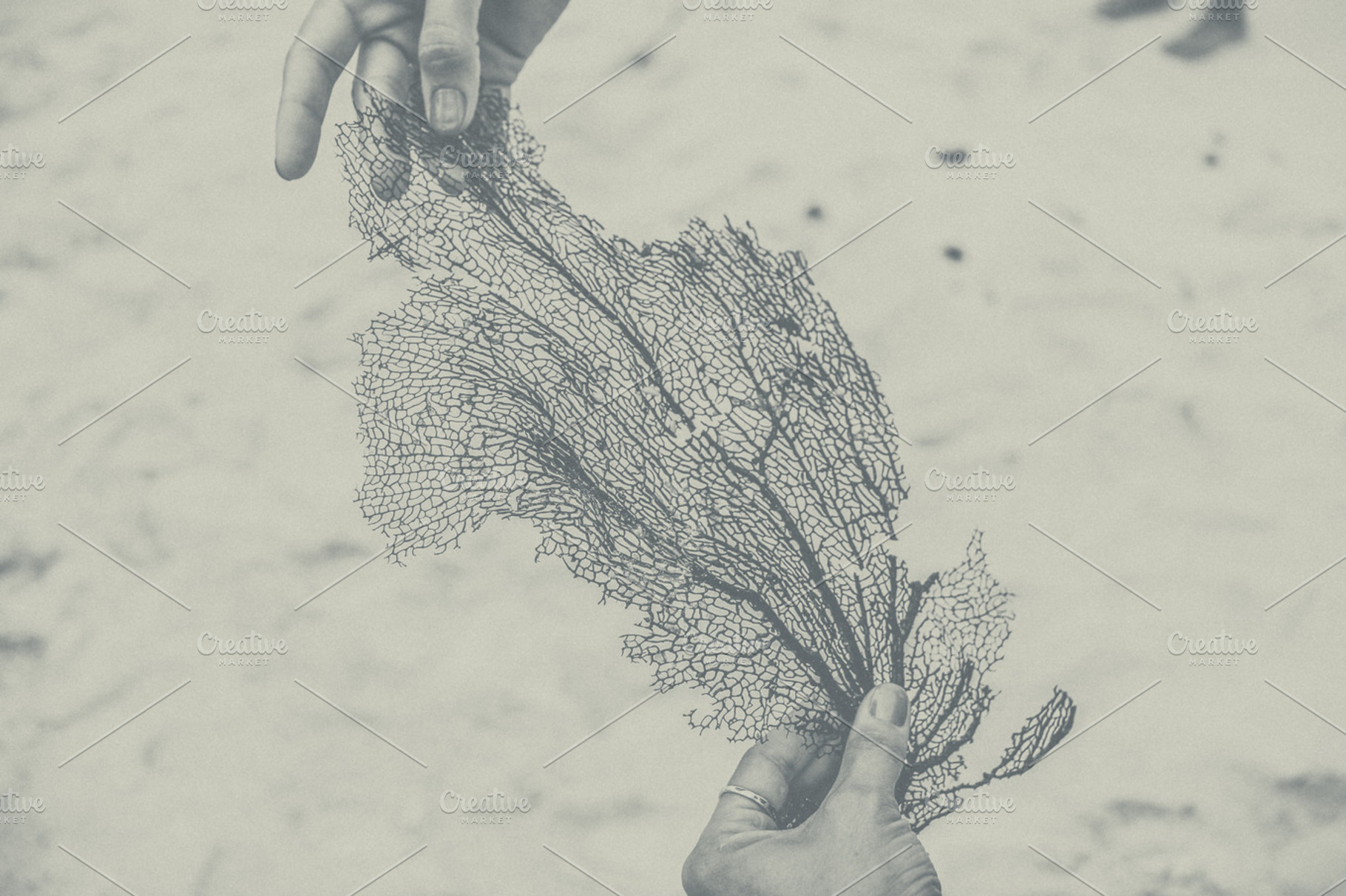 Sea fan featuring grand cayman, island, and caribbean