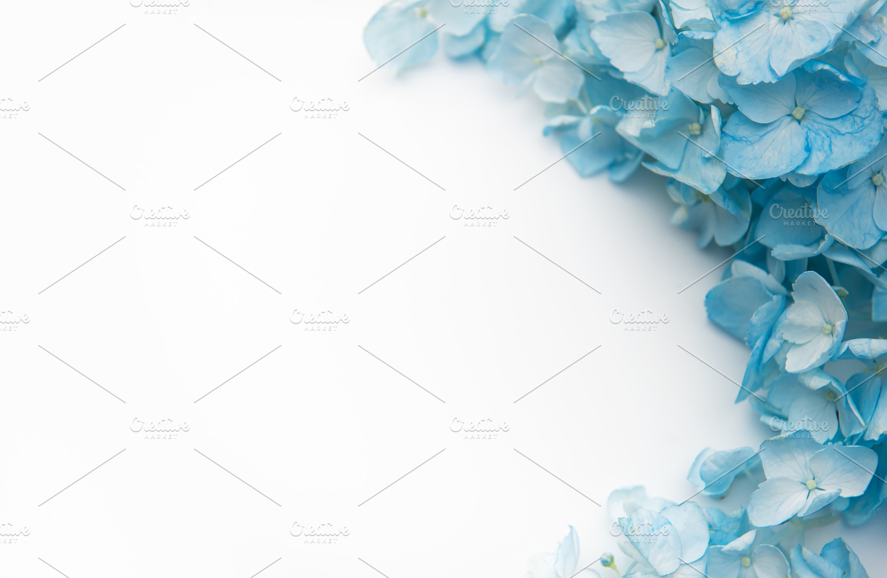 Blue hydrangea flowers forming a soft floral border, a Nature Photo by Olena Rudo