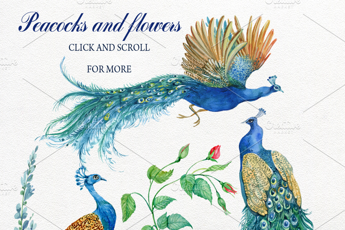 Peacocks and flowers/watercolor, an Illustration by MitrushovaArt (Photo 2 of 7)