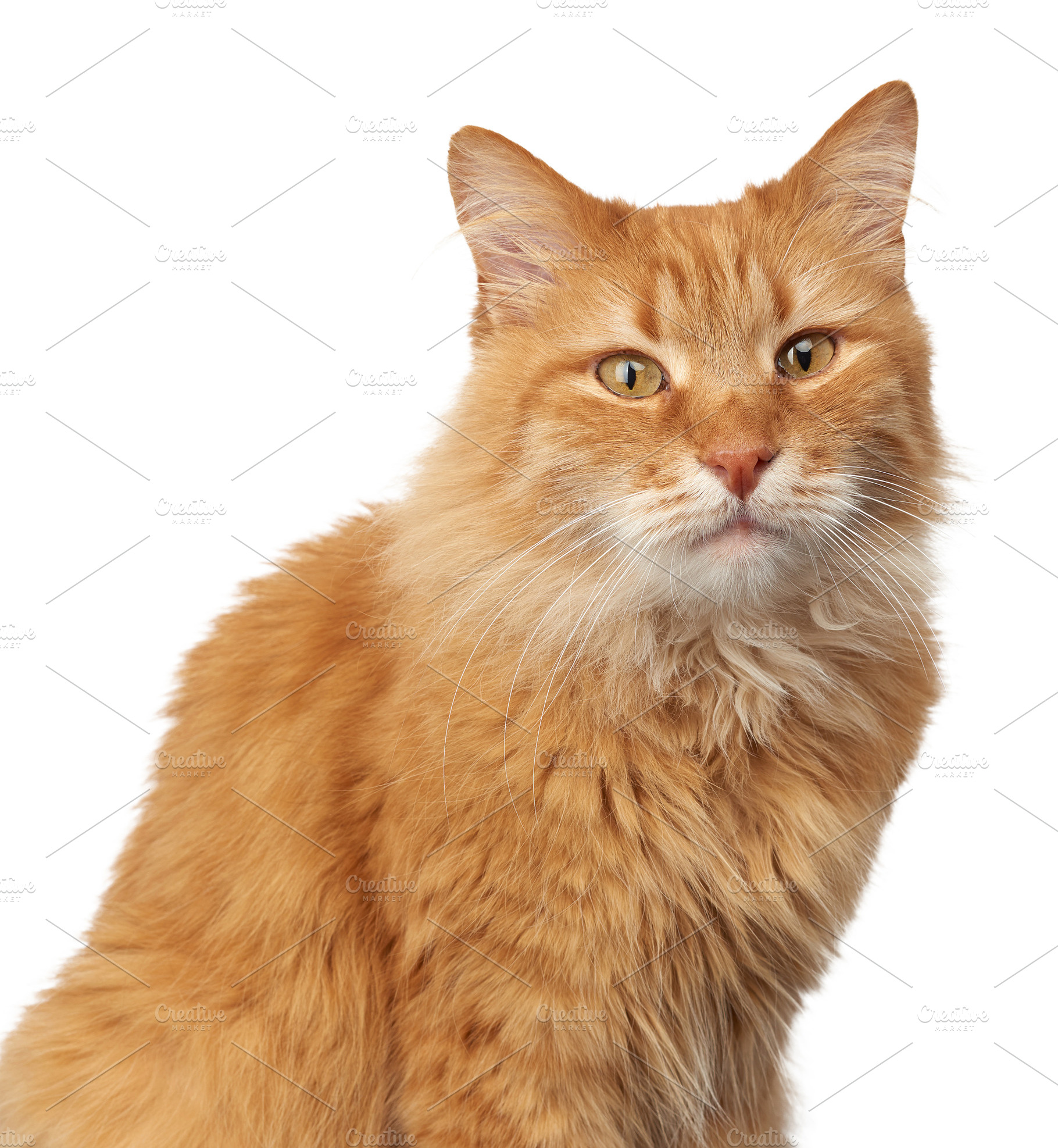 Close-up of a beautiful ginger fluffy cat with long hair sitting, an Animal Photo by ndanko