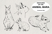 Sketches of the Mara animal in PNG, an Animal Illustration by LOKSKIH (Thumbnail 1 of 6)