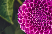 Flower Dahlia macro, space for text., a Nature Photo by WildStrawberry Magic (Thumbnail 1 of 2)