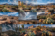 105 Desert Cactus Stock Photos, a Nature Photo by Incomelion (Thumbnail 11 of 16)