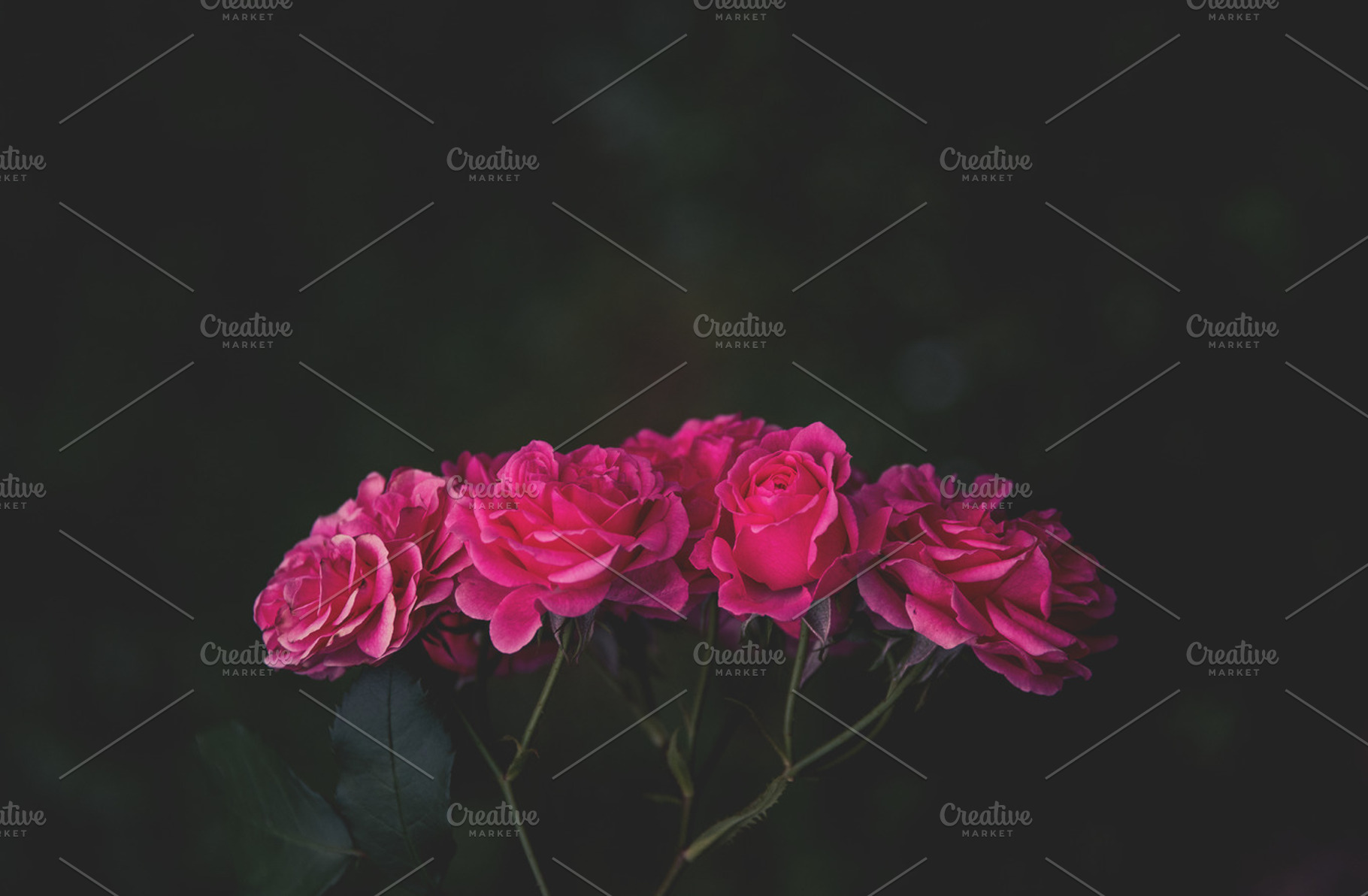 Dark roses background containing hipster, background, and fresh, a Nature Photo by HrastovaSiska