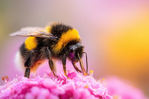 Bumblebee on pink flower close-up, an Animal Photo by AlyaAnd
