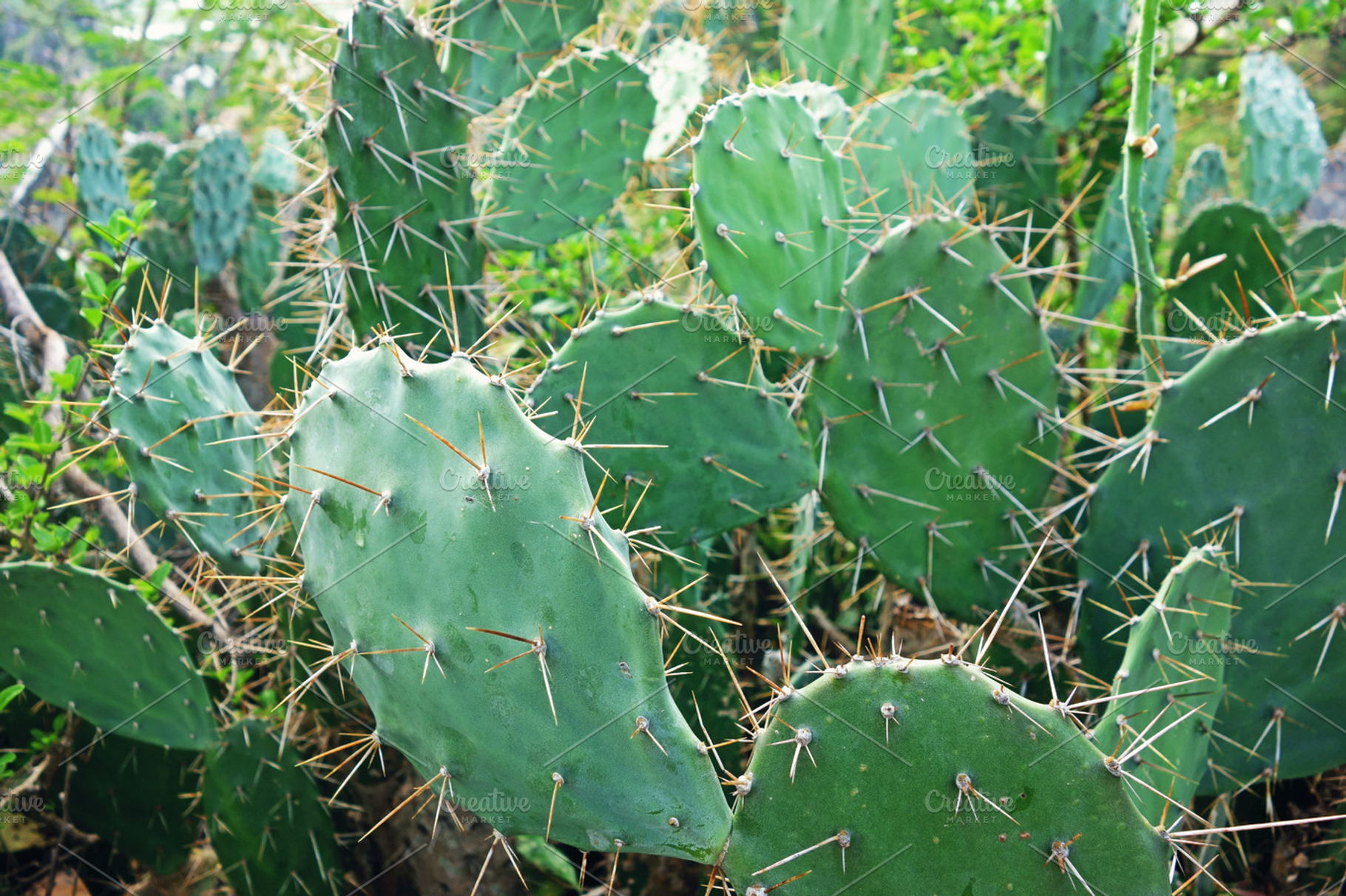Cactus featuring close up, cactus, and garden