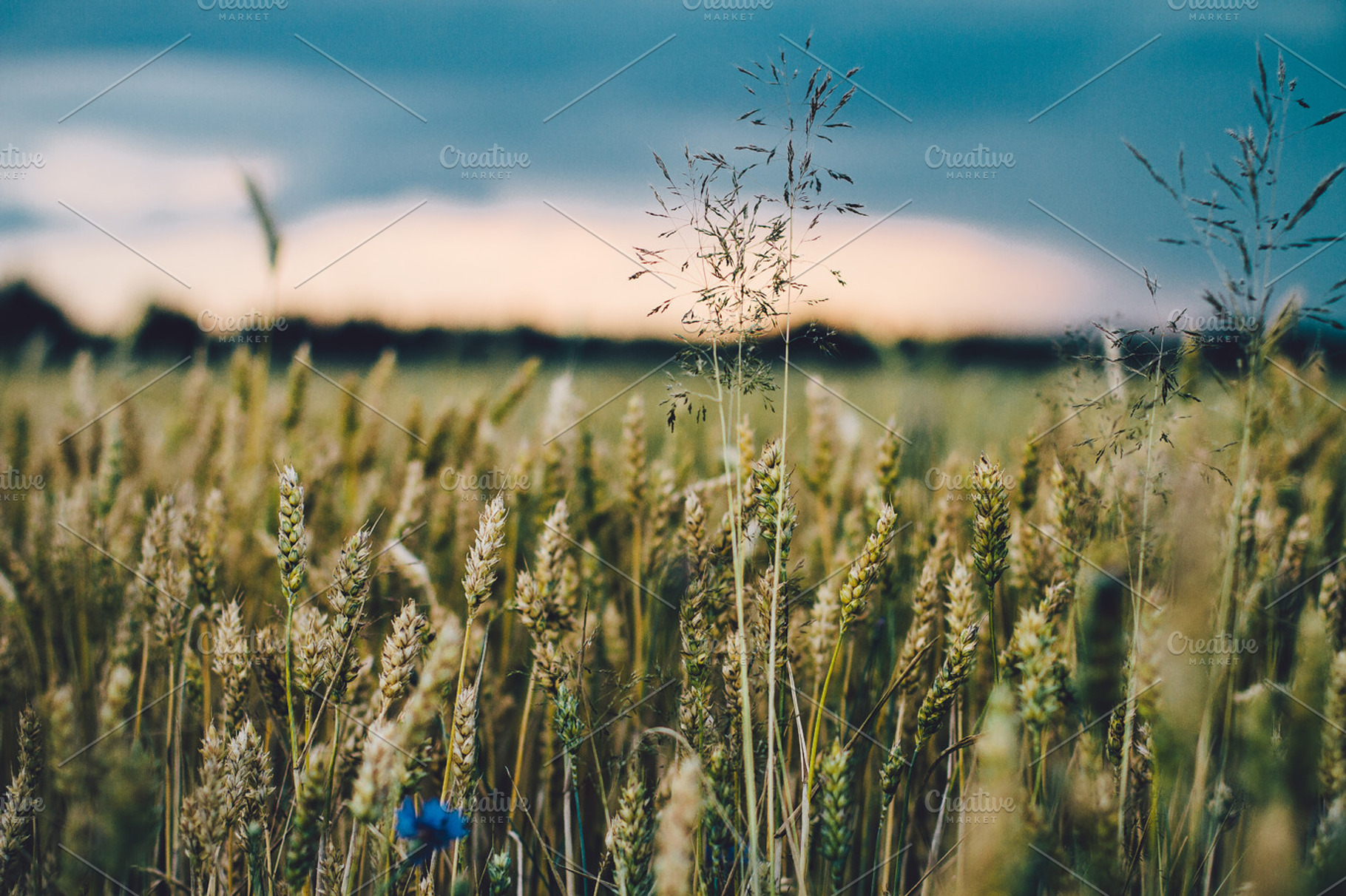 Crop Field 3 Stock Photo Containing Crop And Crops