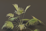 A Fan Palm Bush, a Plants & Tree 3D Model by FuturePastCreatives (Thumbnail 5 of 7)