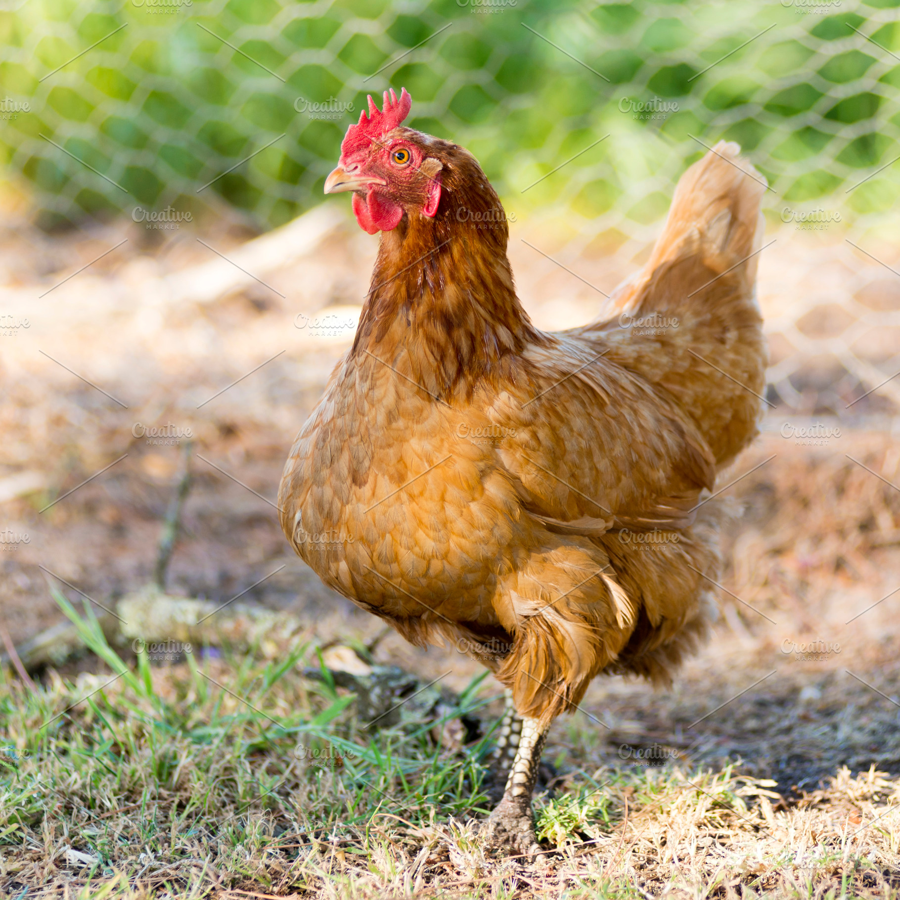 Chickens, an Animal Photo by THP Creative
