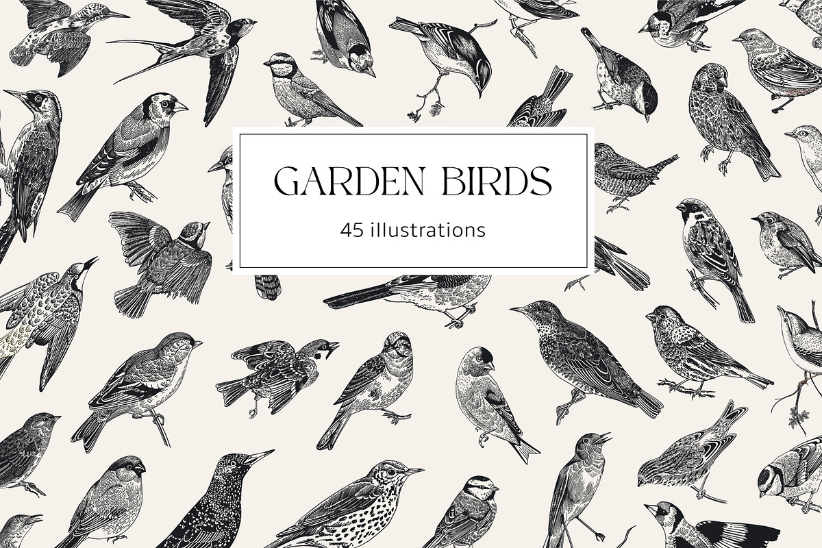 Garden Birds. Black & white, an Animal Illustration by olga.korneeva (Photo 1 of 7)