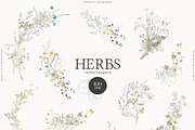 HERBS || Botanica & Glitter Effect, an Illustration by nadispasibenko (Thumbnail 4 of 8)