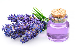 Bunch of lavandula and lavender esse, a Photo by Volff