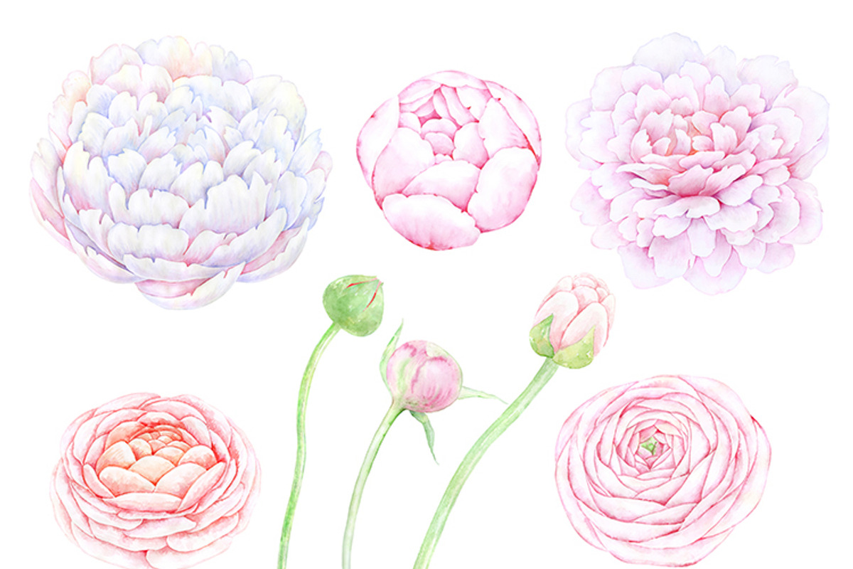 Watercolour clipart Peonies, an Illustration by AqwaColor (Photo 2 of 3)