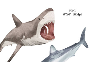 Watercolor Shark Clipart. Baby Shark