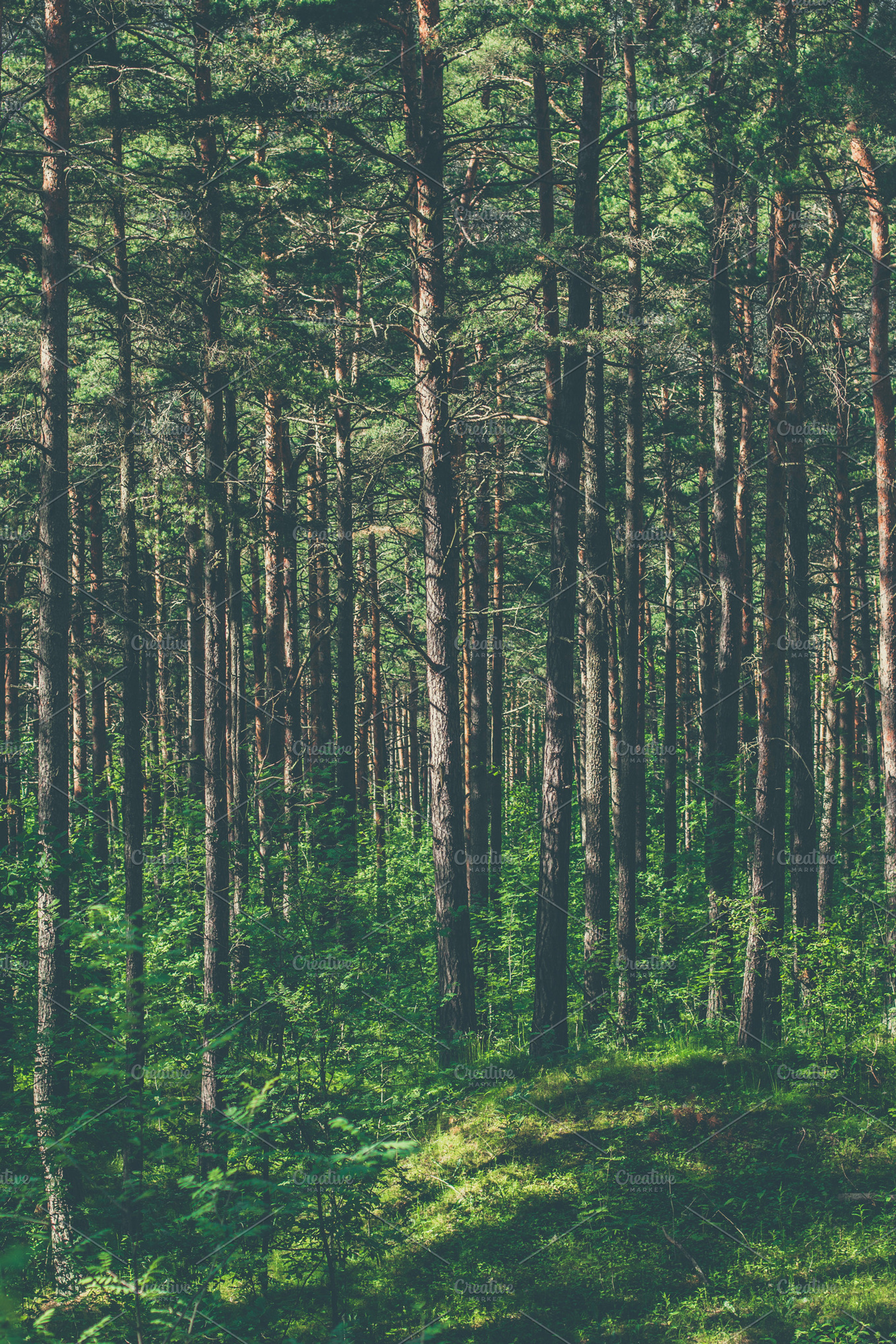 In The Forest