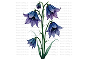 Monkshood Blooms, a Decorative Illustration by Bloom Craft Creations (Thumbnail 4 of 12)
