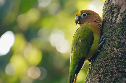 Beautiful brown throated parakeet pe, a Photo by Iftikhar Alam