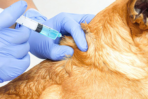 Dog Receiving Injection at Veterinary Clinic, an Animal Photo by Davizro's Market