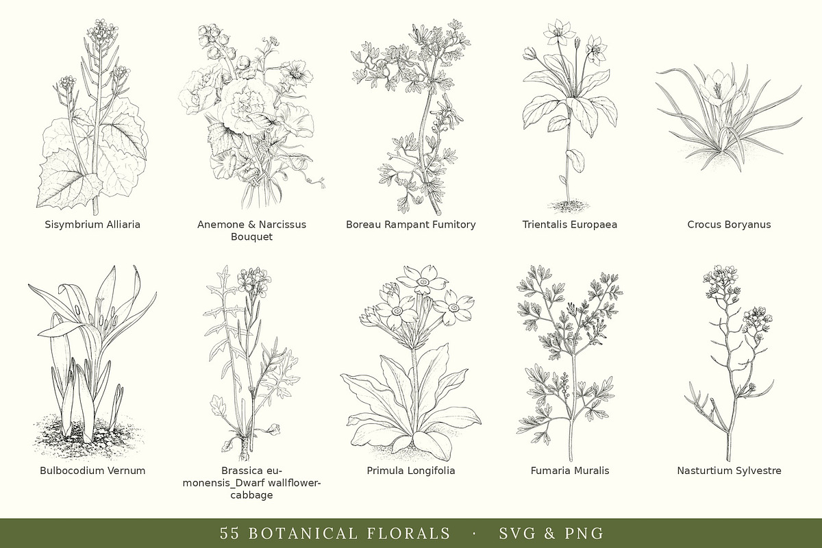 Botanical Floral Line Art Collection, a Decorative Illustration by AW Studios (Photo 3 of 9)