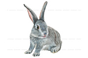 Watercolor Realistic Rabbits clipart, an Animal Illustration by ArtfulStudio (Thumbnail 4 of 8)