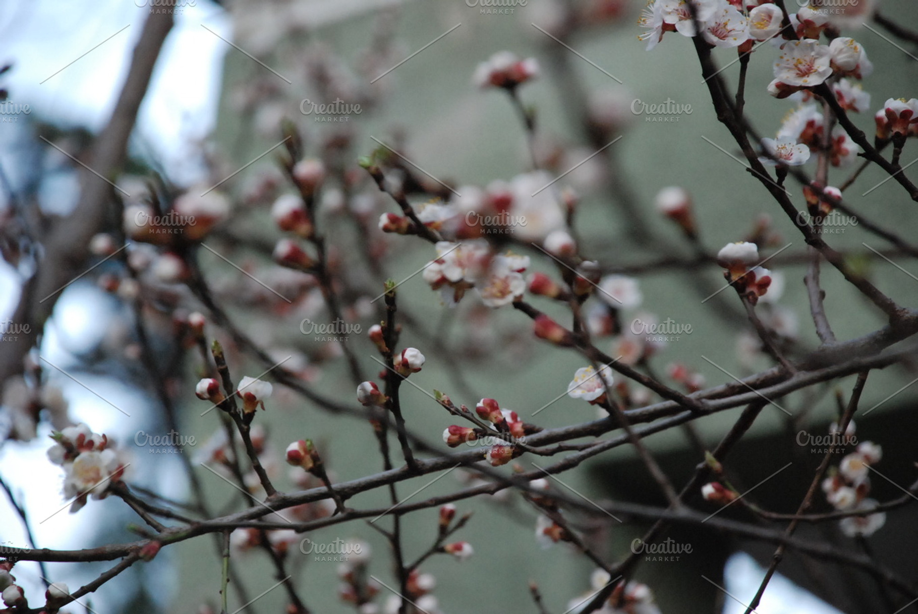 Fall stock photo containing floral and flowers, a Nature Photo by viamorone