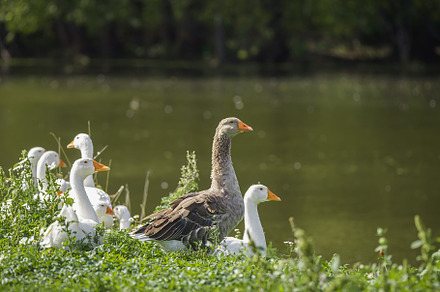 Sunny summer landscape with domestic, an Animal Photo by AlexBush