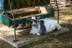 A black and white goat lies on the ground near a wooden manger w, an Animal Photo by ndanko
