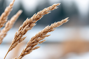 Close up of golden dry grass seed, a Nature Photo by MistyDay