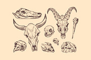 Hand-drawn animal skulls, bones set, an Animal Illustration by PaperTrident (Thumbnail 3 of 3)