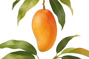 All Fruits Bundle Master Collection, a Food & Drink Photo by FlyeredTemplate (Thumbnail 79 of 130)