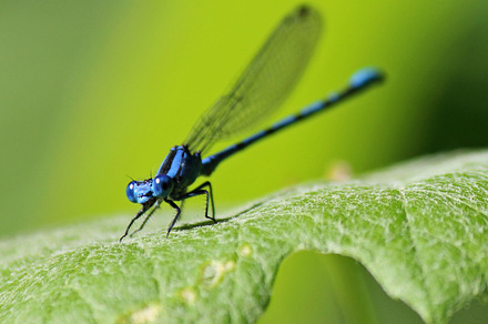 Dragonflies Have Lips?