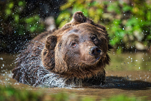 A brown bear splashes water while enjoying a sunny day in a fore, an Animal Photo by Byrdyak