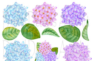 Hydrangea Watercolor Illustration