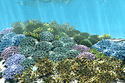 3D Cartoon Underwater Coral Reef Hab, an Environmental 3D Model by NOMODOL (Thumbnail 8 of 24)