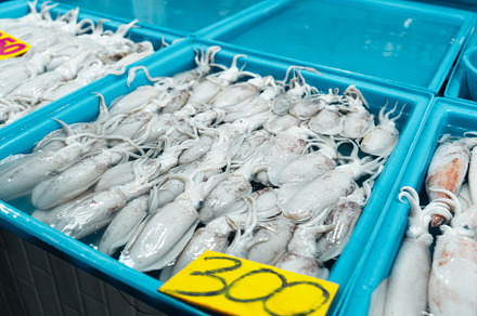 Fresh squid in trays for sale in the fish market, a Food & Drink Photo by Art Rachen