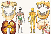 Vector Human Anatomy Clipart, a Person Illustration by Design Scotch (Thumbnail 6 of 9)