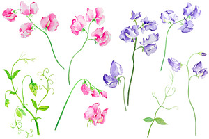 Watercolor Sweet Pea Flowers