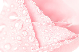 Sweet petal of rose