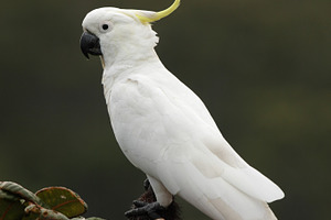 Sulphurcrested cockatoo stock photo containing cacatua galerita and fraser