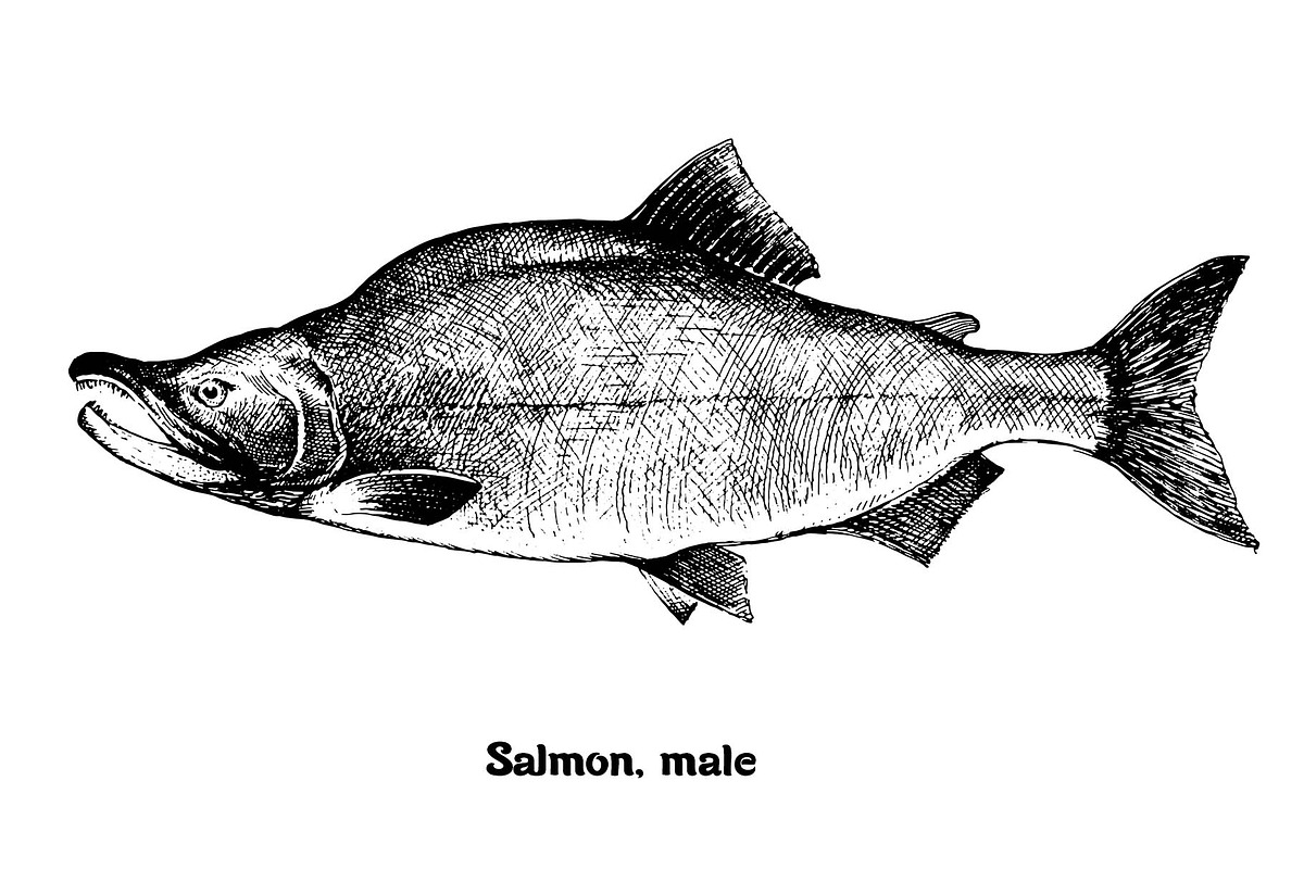 Fish collection, part 1, a Food Illustration by ZotovShop (Photo 5 of 14)